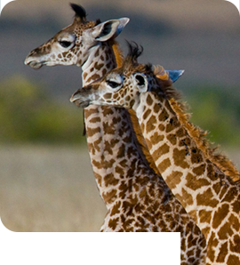 kaleshsafariandtouruganda.com