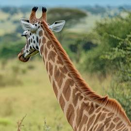 kaleshsafariandtouruganda.com