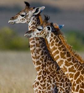 kaleshsafariandtouruganda.com