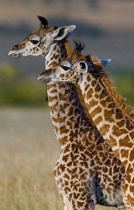 kaleshsafariandtouruganda.com
