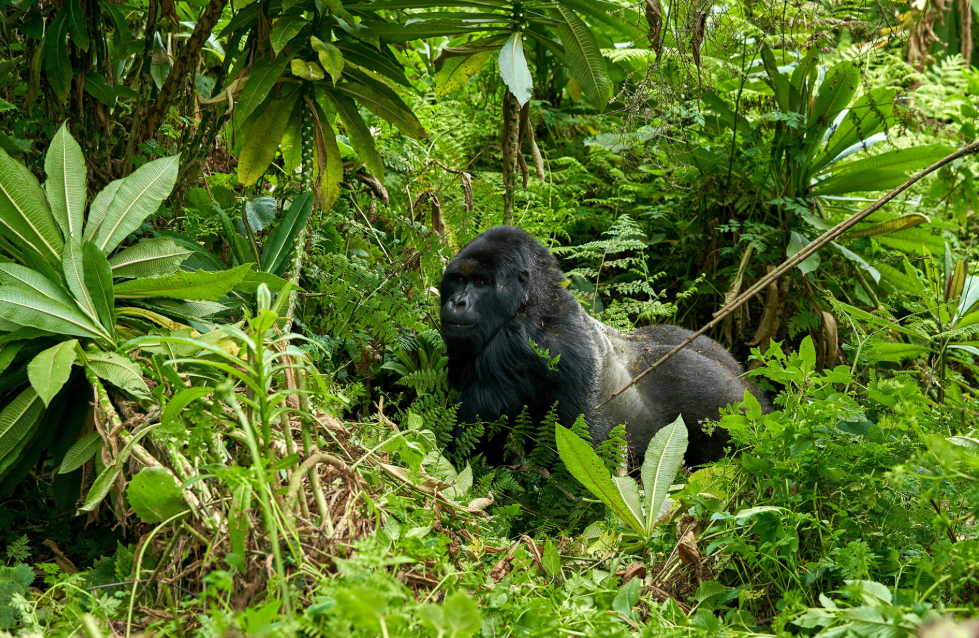 Mountain gorilla in the forest of Bwindi Impenetrable National Park Uganda
