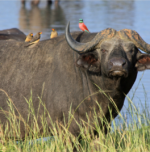 6 Day Uganda Safari exploring Queen Elizabeth National Park, Kibale Forest and Bwindi Impenetrable National Park.
