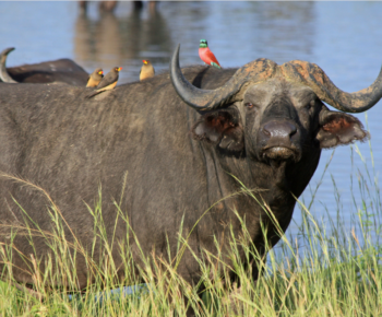 6 Day Uganda Safari exploring Queen Elizabeth National Park, Kibale Forest and Bwindi Impenetrable National Park.