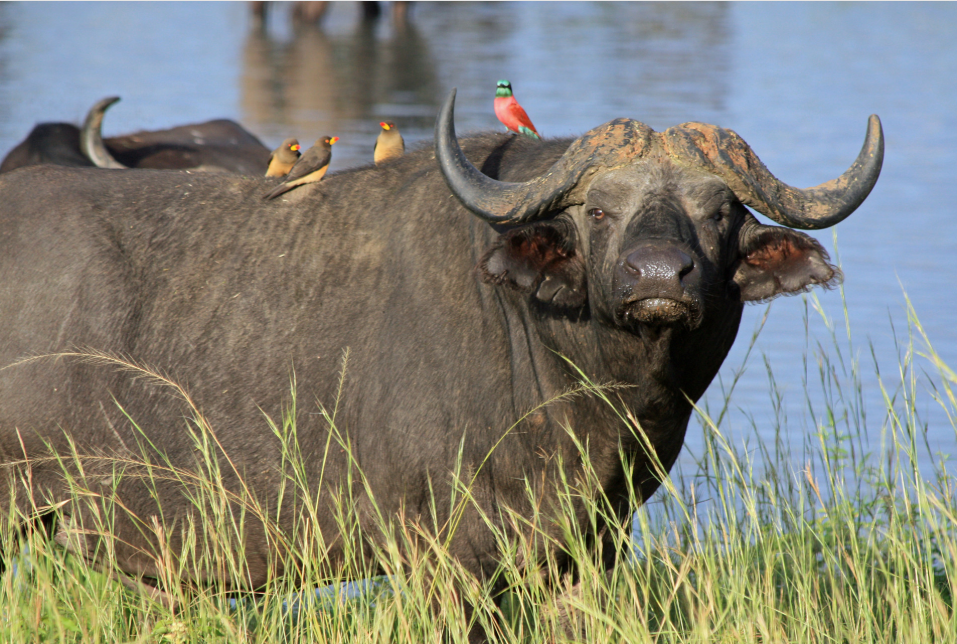 6 Day Uganda Safari exploring Queen Elizabeth National Park, Kibale Forest and Bwindi Impenetrable National Park.