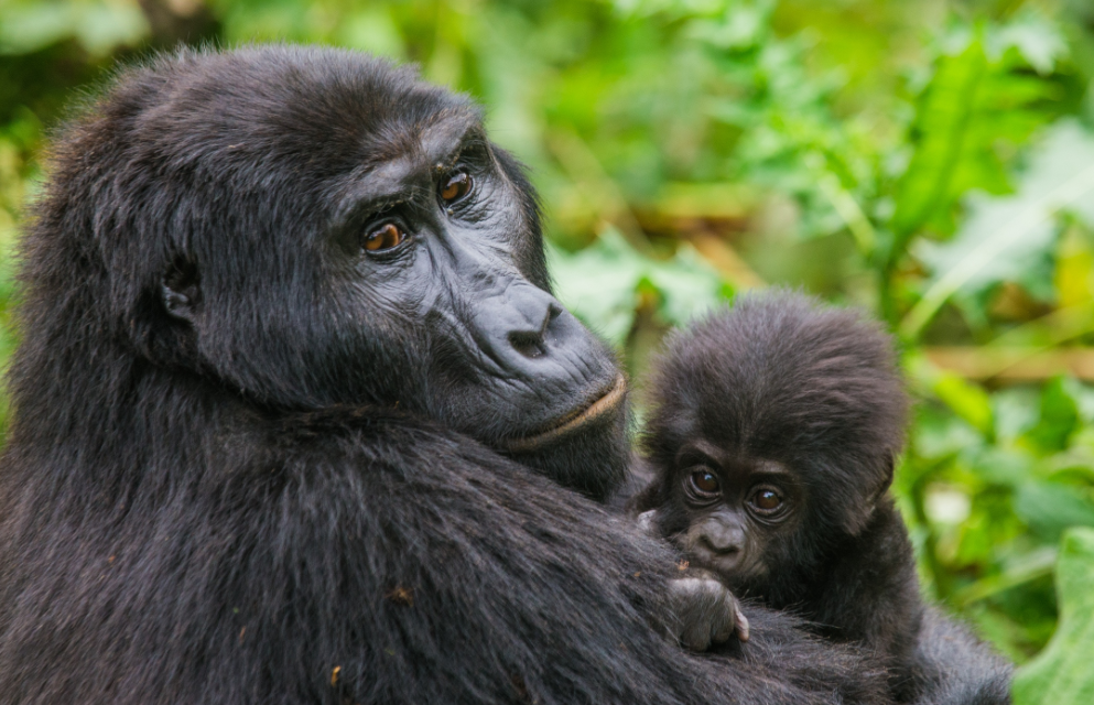 Uganda and Rwanda multi-destination tour with gorilla trekking experiences