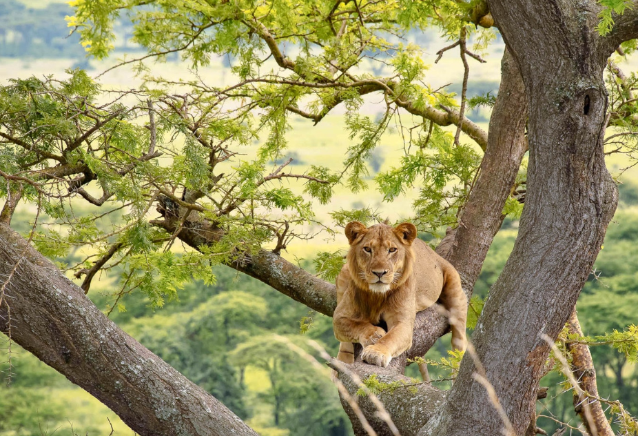 A 14-day African adventure is the perfect way to discover the incredible beauty, wildlife, and cultures of East Africa. 