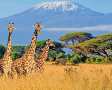 How to travel between African countries during a multi-destination African tour
