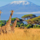 How to travel between African countries during a multi-destination African tour