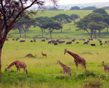 Best national parks in Uganda for a wildlife safari featuring elephants in Murchison Falls National Park.
