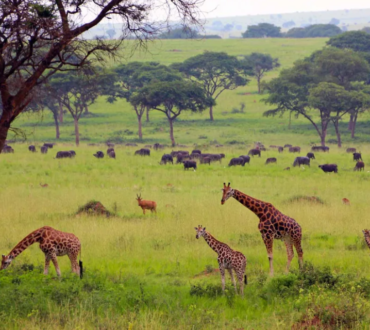 Best national parks in Uganda for a wildlife safari featuring elephants in Murchison Falls National Park.