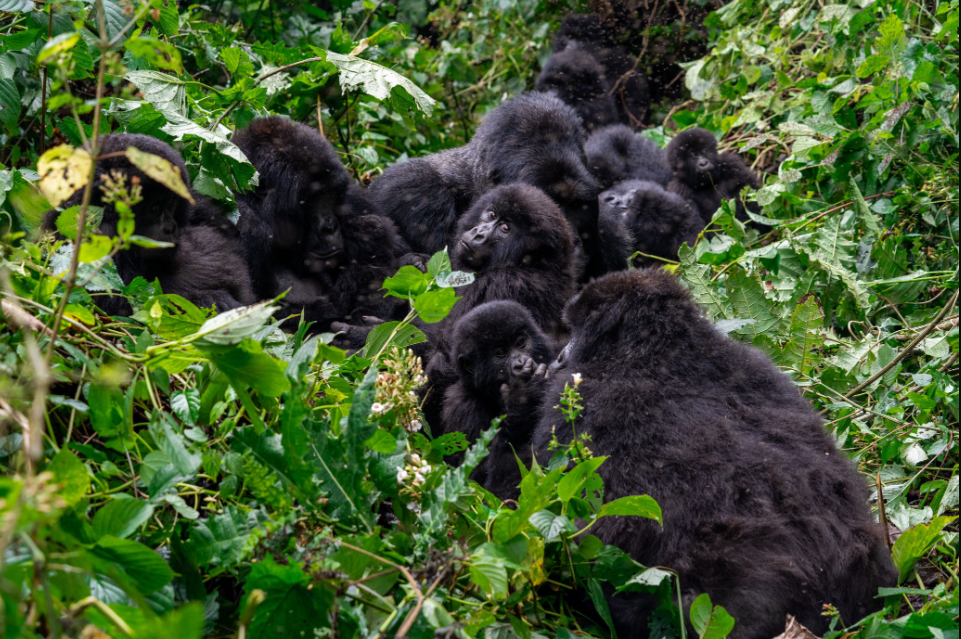 Visitors hiking through Bwindi Forest during a Uganda gorilla trekking safari