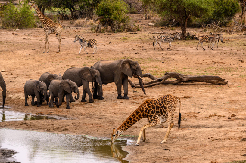 African wildlife safari experience on an 8-day Southern Africa tour