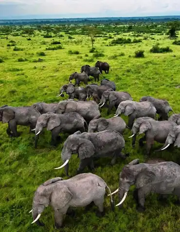 kaleshsafariandtouruganda.com