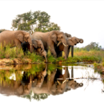 14-day African adventure through Uganda, Kenya, and Tanzania featuring elephants on safari.