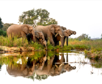 14-day African adventure through Uganda, Kenya, and Tanzania featuring elephants on safari.
