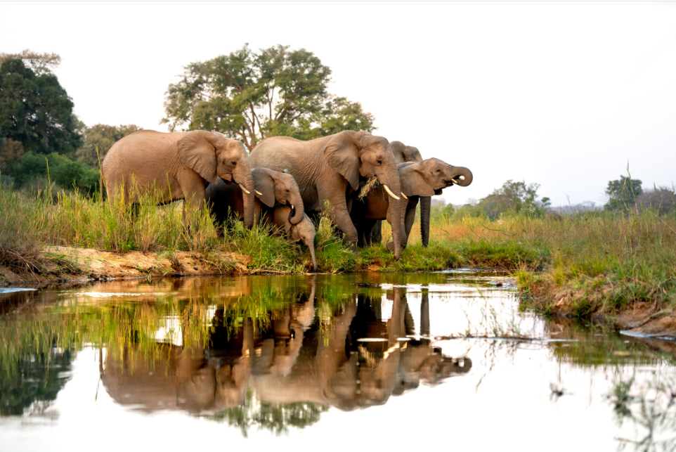 14-day African adventure through Uganda, Kenya, and Tanzania featuring elephants on safari.