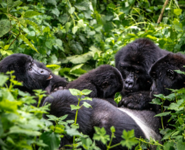 Gorilla trekking holiday in Uganda with mountain gorillas in Bwindi Forest