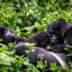 Gorilla trekking holiday in Uganda with mountain gorillas in Bwindi Forest