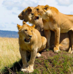 Murchison Falls National Park in Uganda featured in a 5 day Uganda safari itinerary.