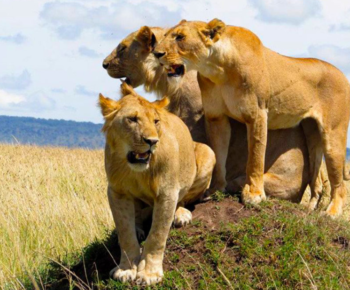 Murchison Falls National Park in Uganda featured in a 5 day Uganda safari itinerary.