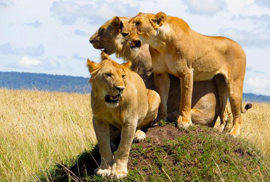 Murchison Falls National Park in Uganda featured in a 5 day Uganda safari itinerary.