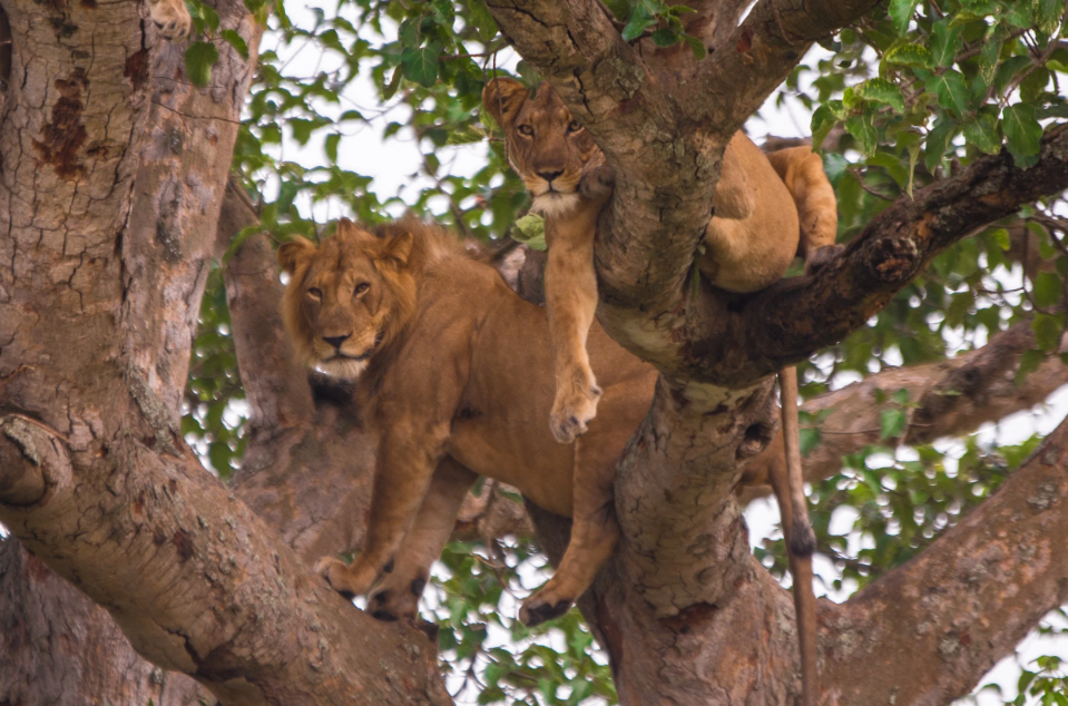 10-Day Uganda Classic Safari featuring wildlife, mountain gorillas, and Uganda's beautiful national parks