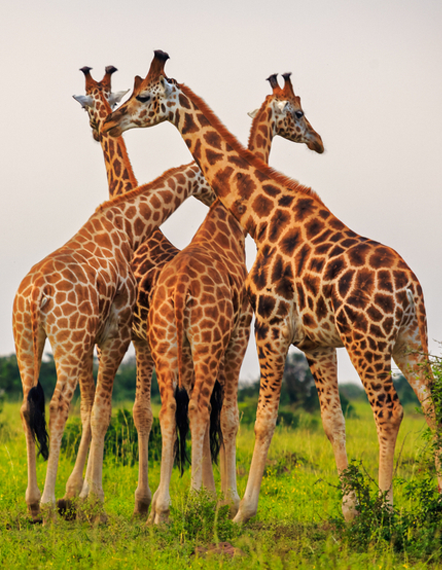 kaleshsafariandtouruganda.com