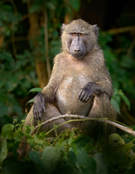 kaleshsafariandtouruganda.com