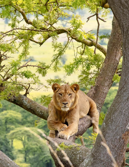 kaleshsafariandtouruganda.com