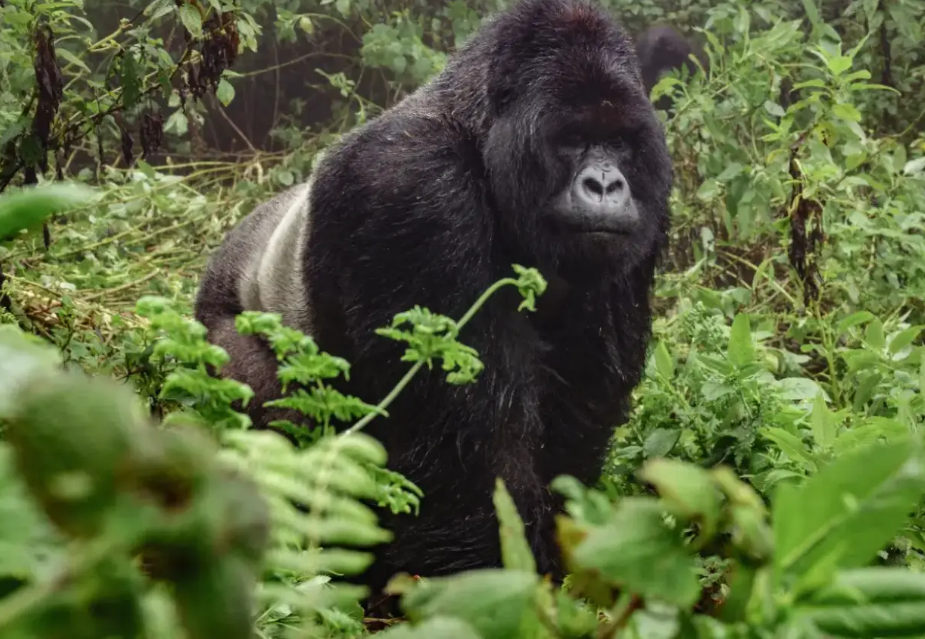 Mountain gorillas in Bwindi Impenetrable National Park during a Uganda gorilla trekking experience.
