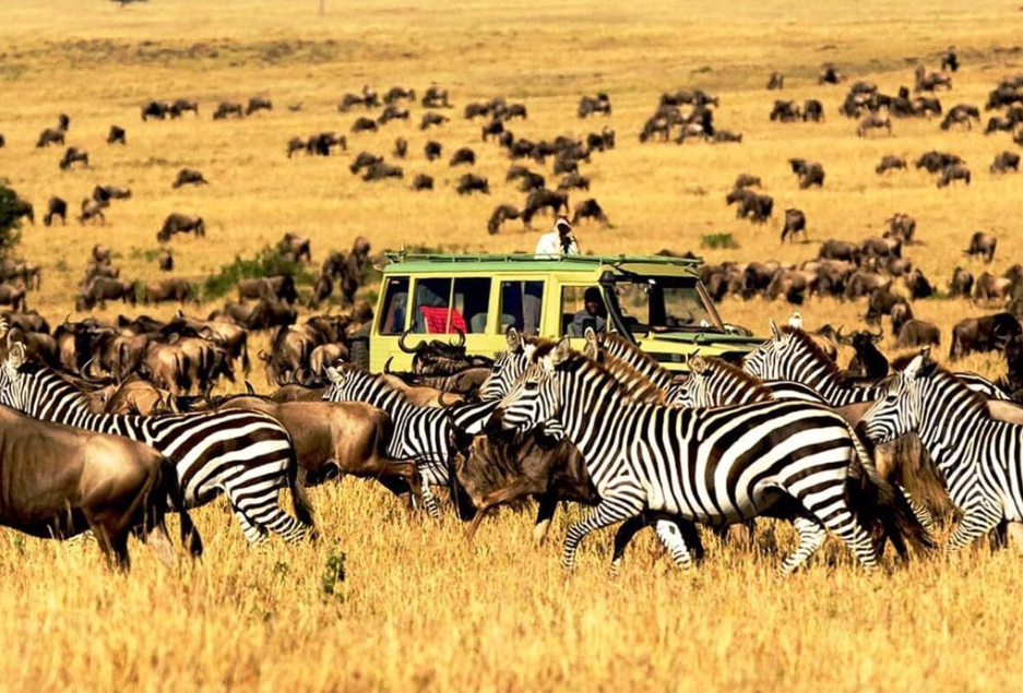 Travel between Kenya and Tanzania on an African wildlife safari tour