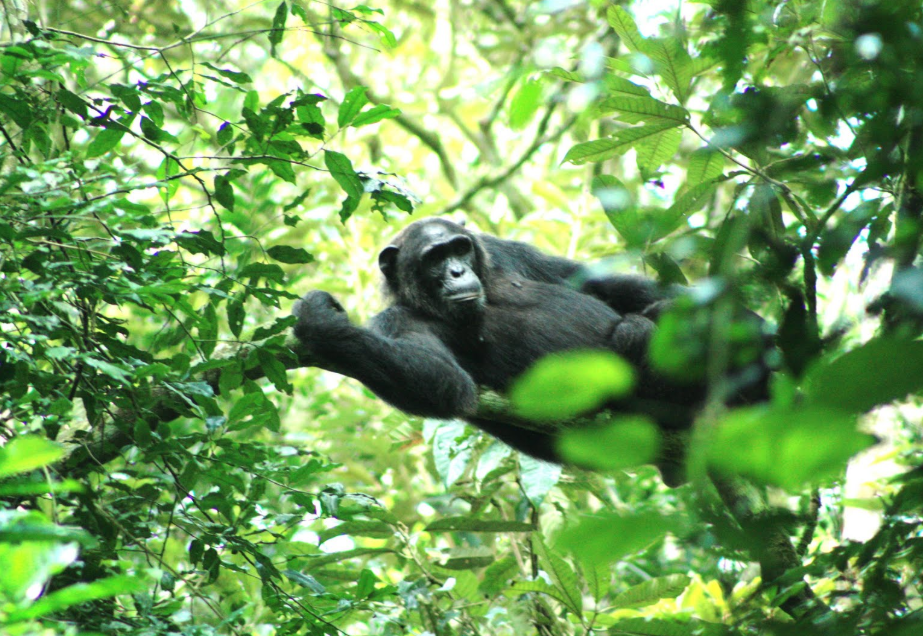 Wild chimpanzee in Kibale National Park, Uganda, a popular destination for chimpanzee tracking.
