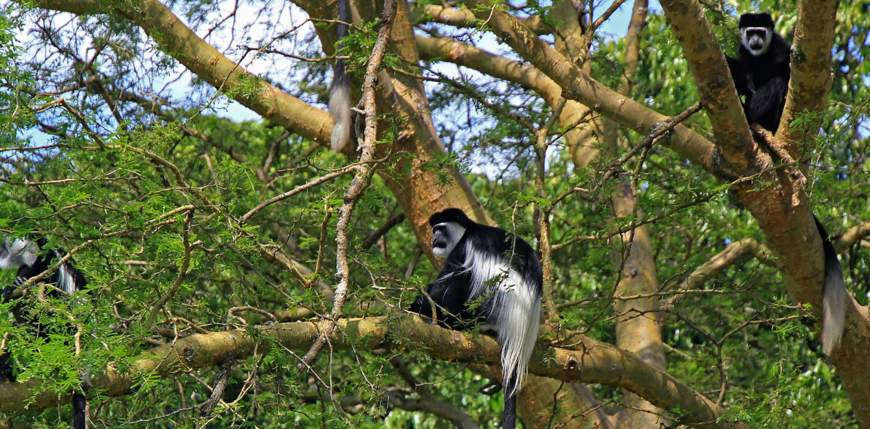 Chimpanzee in Kibale Forest during a 6-day Uganda safari.