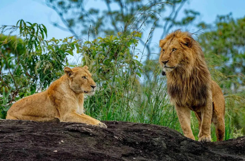 Wildlife and open savannah landscapes in Kidepo Valley National Park, northeastern Uganda.