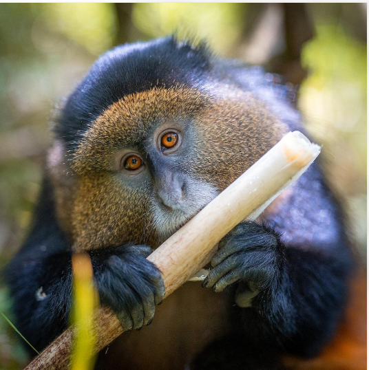 Golden monkey in Mgahinga Gorilla National Park in southwestern Uganda.