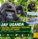 7-day Uganda gorilla trekking safari featuring mountain gorillas, chimpanzees, elephants, rhinos and wildlife experiences.