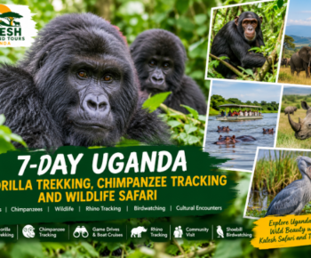 7-day Uganda gorilla trekking safari featuring mountain gorillas, chimpanzees, elephants, rhinos and wildlife experiences.