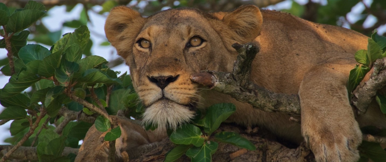 Lion resting in a tree in Queen Elizabeth National Park, Uganda.