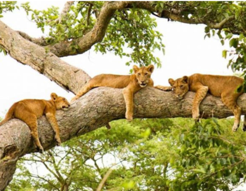 kaleshsafariandtouruganda.com