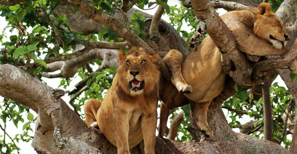 Queen Elizabeth National Park Uganda with elephants and savannah landscapes on a 5 day Uganda safari itinerary.