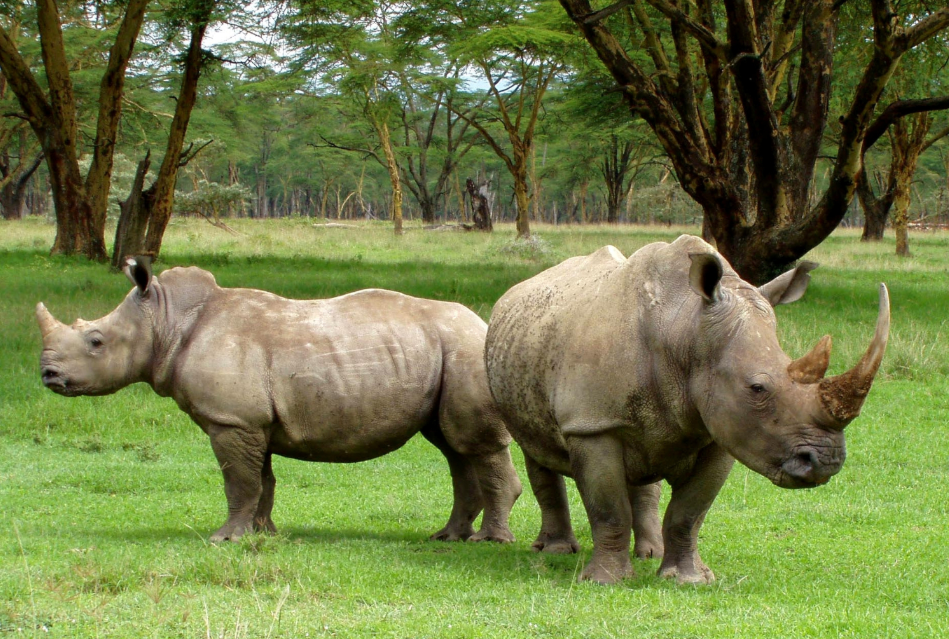 Visitors tracking white rhinos at Ziwa Rhino Sanctuary during a Uganda wildlife safari.