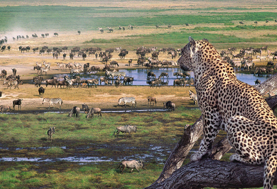 14-day African adventure featuring wildlife viewing in Serengeti National Park, Tanzania.