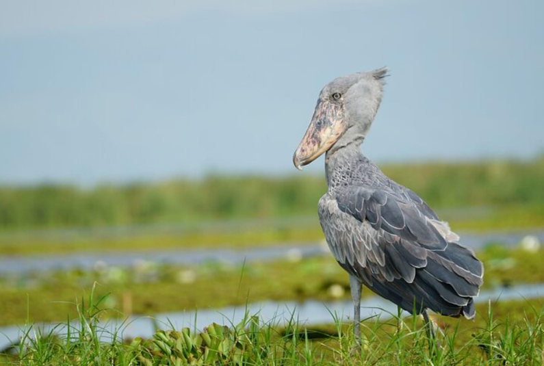 Shoebill stork standing among wetland vegetation at Mabamba Swamp near Entebbe, Uganda.