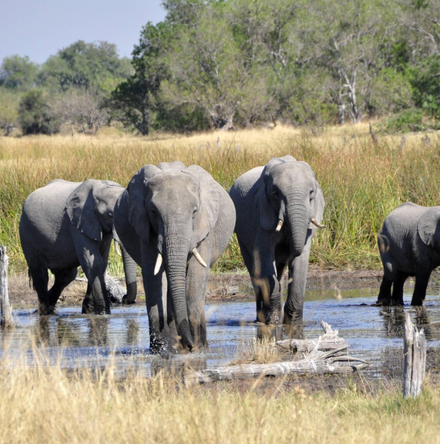 Professional safari guide leading visitors through an African wildlife destination