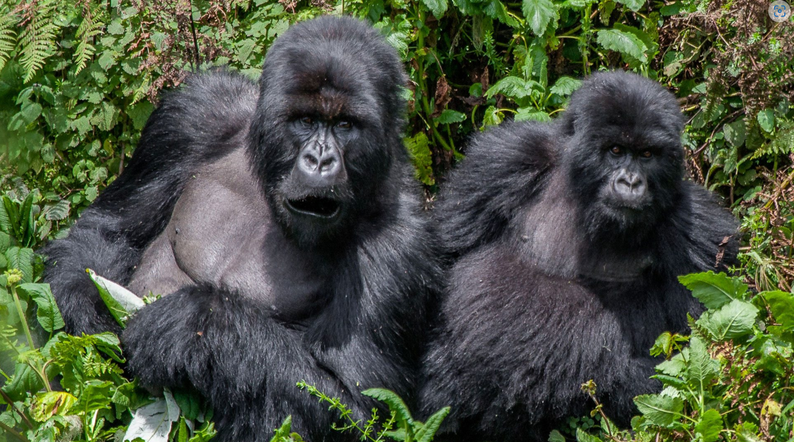 Uganda gorilla trekking safari package in Bwindi Impenetrable National Park