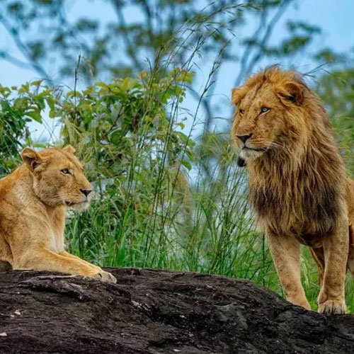 kaleshsafariandtouruganda.com