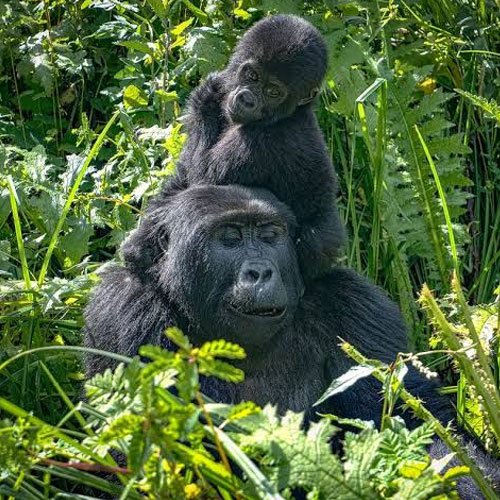 kaleshsafariandtouruganda.com