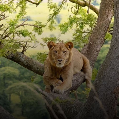 kaleshsafariandtouruganda.com