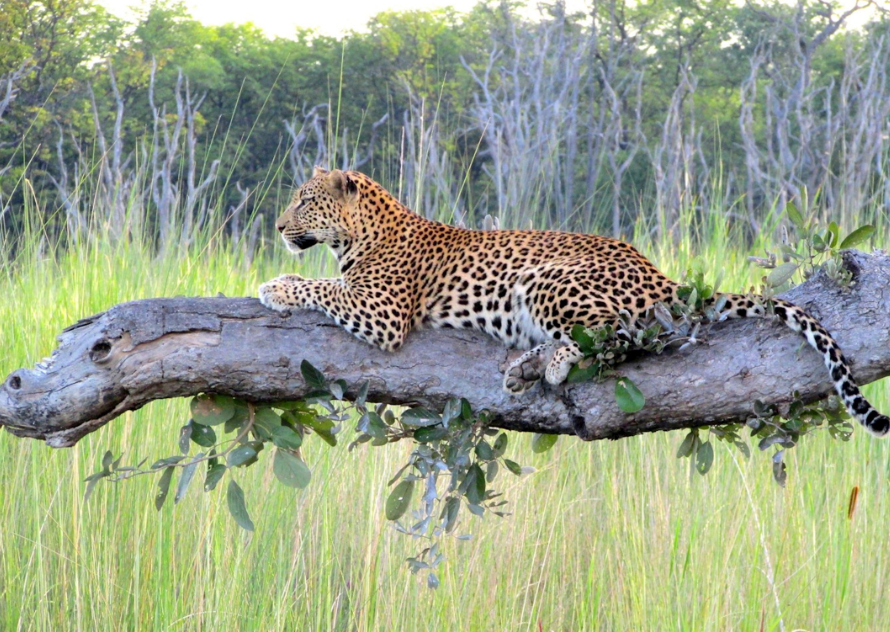 Professional safari guide leading visitors through an African wildlife destination